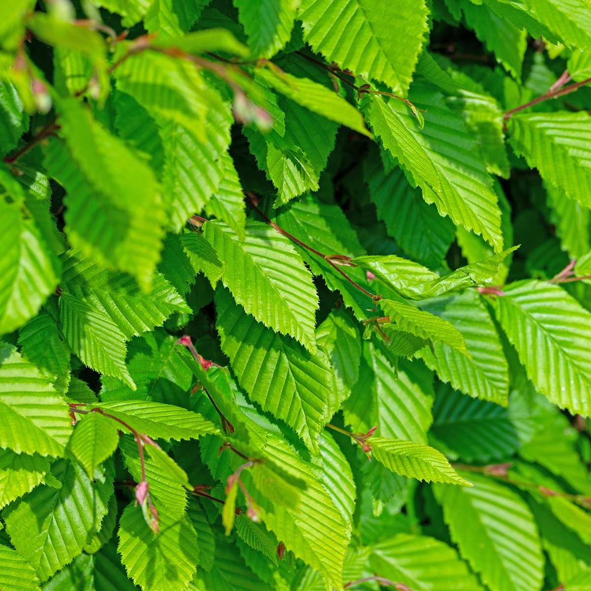 Avenbok Omnia Garden Carpinus Betulus Frans Fontaine Högstam