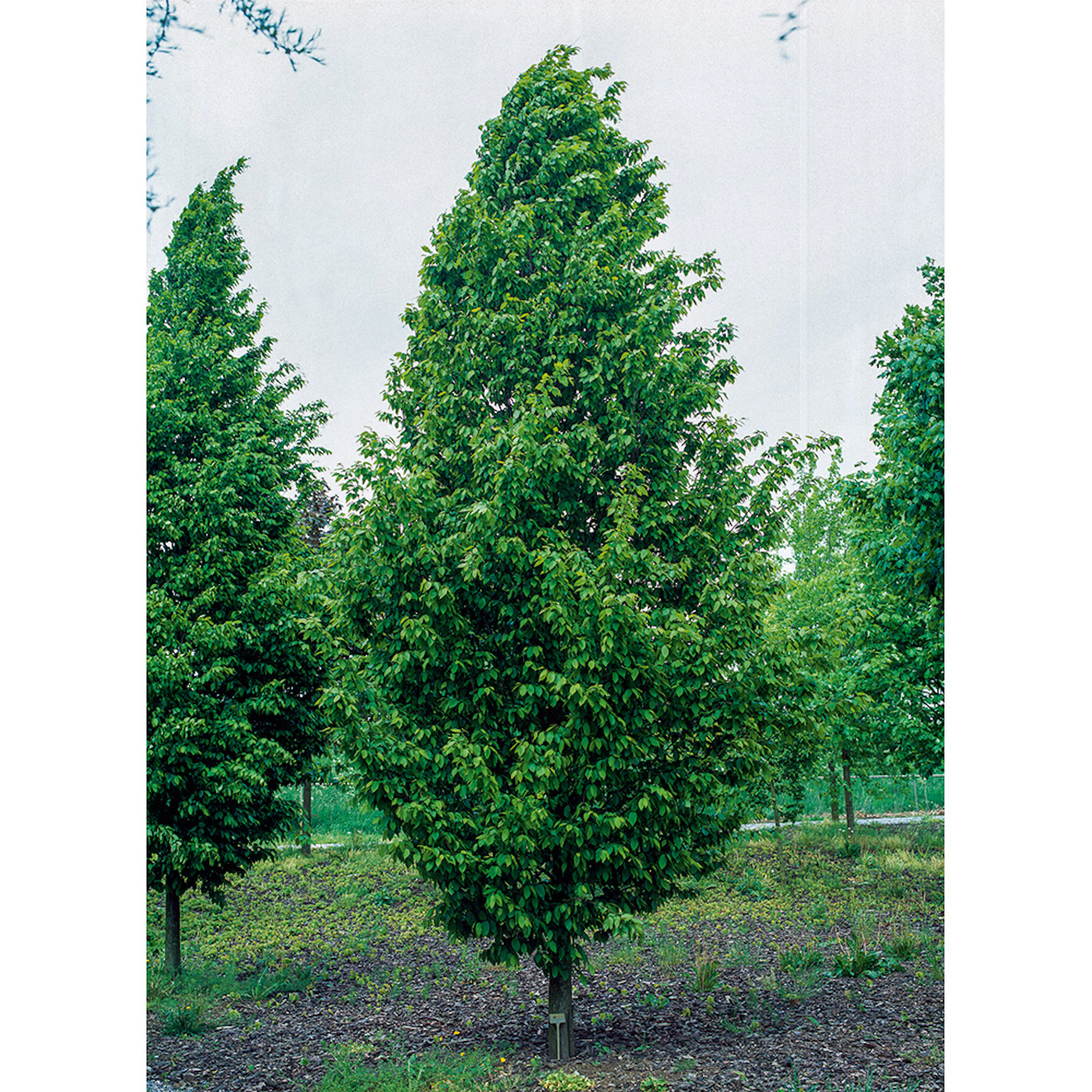 Avenbok Omnia Garden Carpinus Betulus Frans Fontaine Högstam