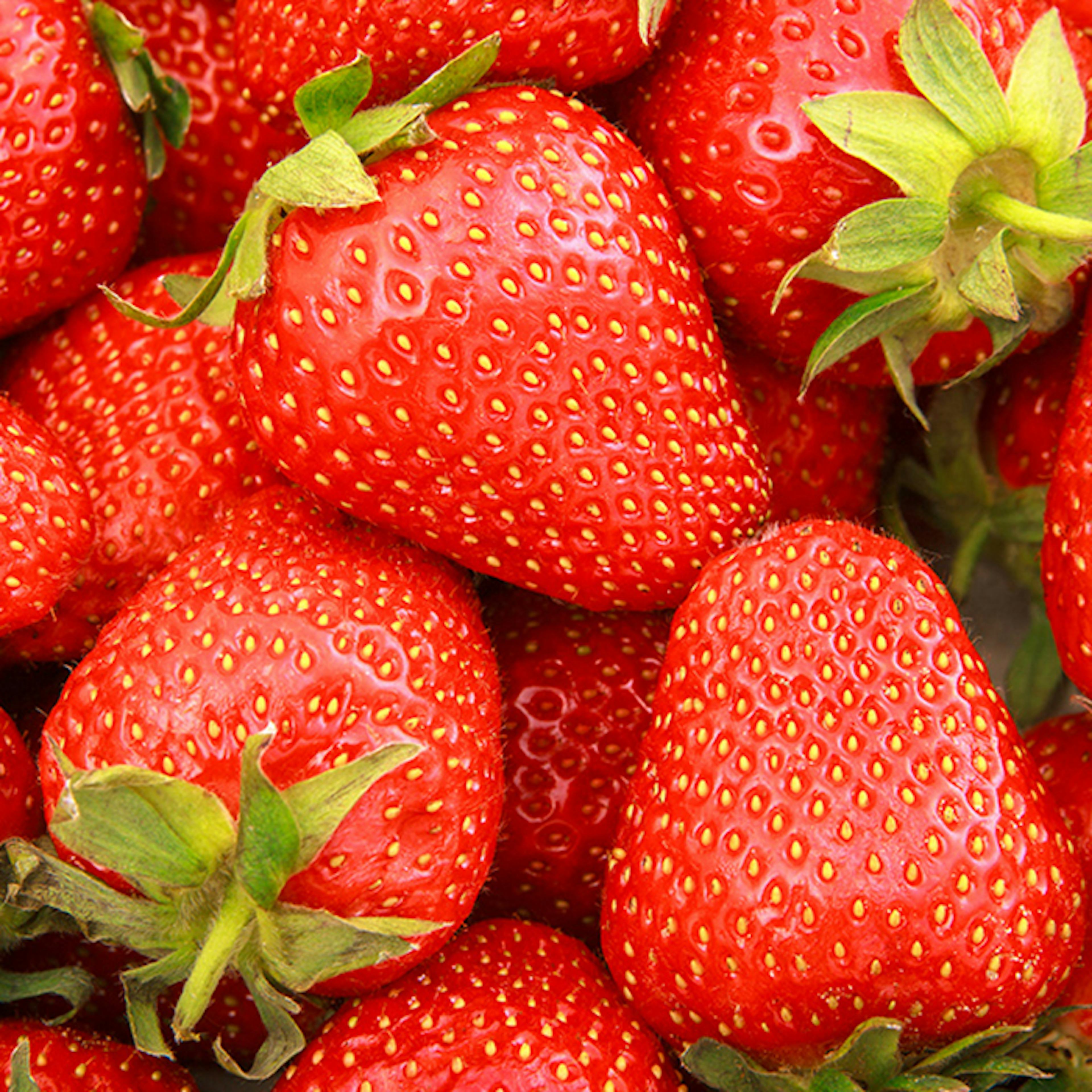 Jordgubbe Omnia Garden Fragaria Ananassa Sonata