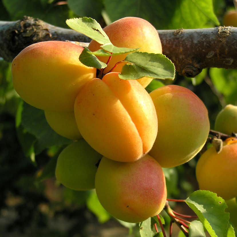 Aprikosträd Omnia Garden Prunus Armeniaca Hargrand