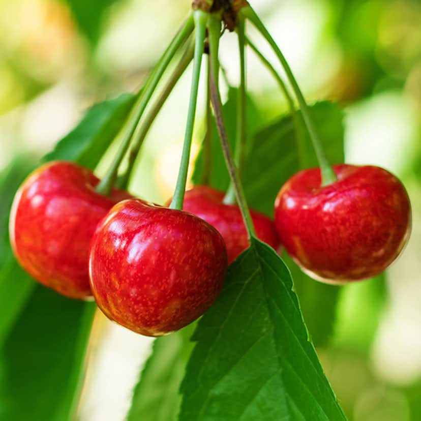 Körsbärsträd Omnia Garden Prunus Avium Fryksås