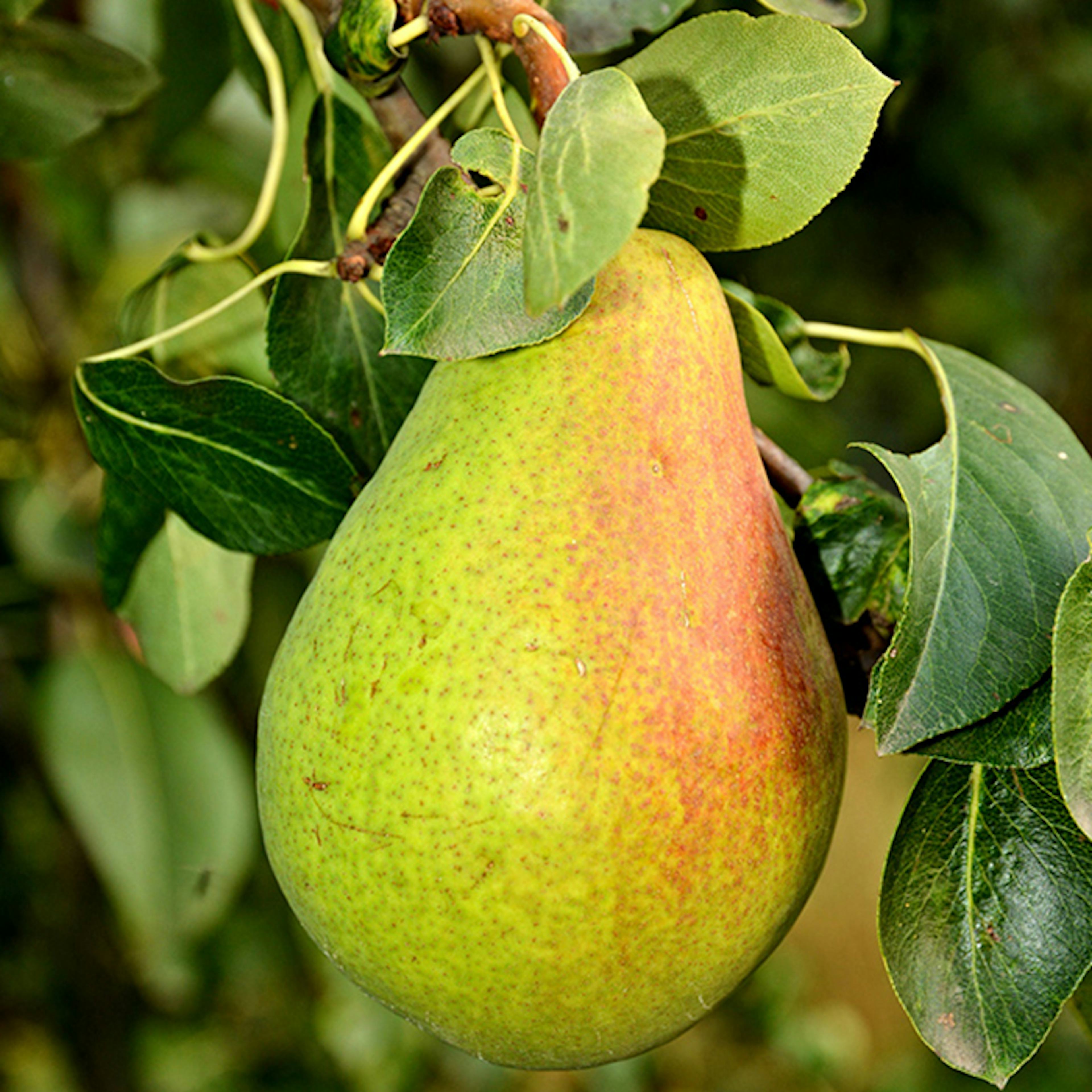 Päronträd Omnia Garden Pyrus Communis Fritjof