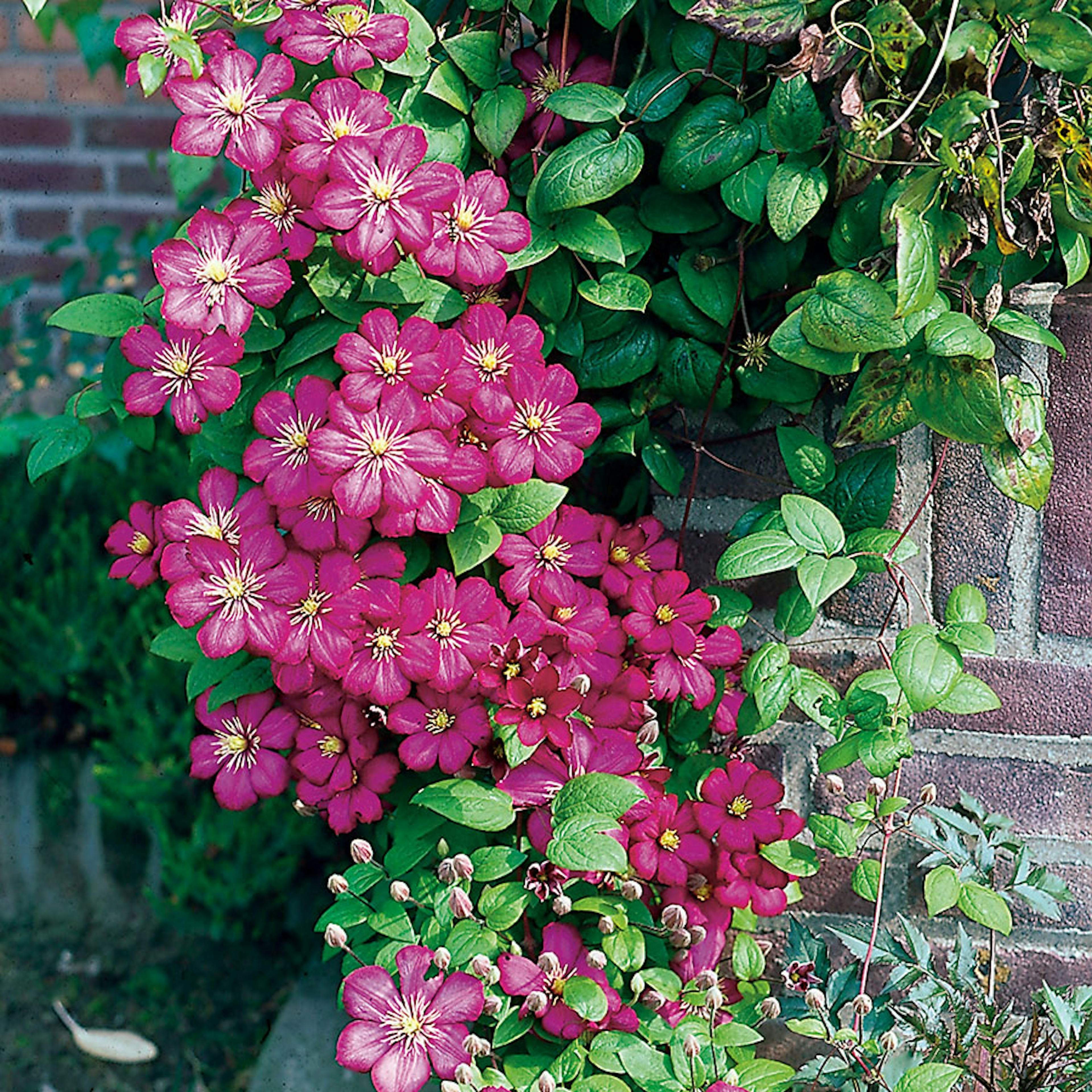 Klätterväxt Klematis Omnia Garden Ville de Lyon 40-60 cm