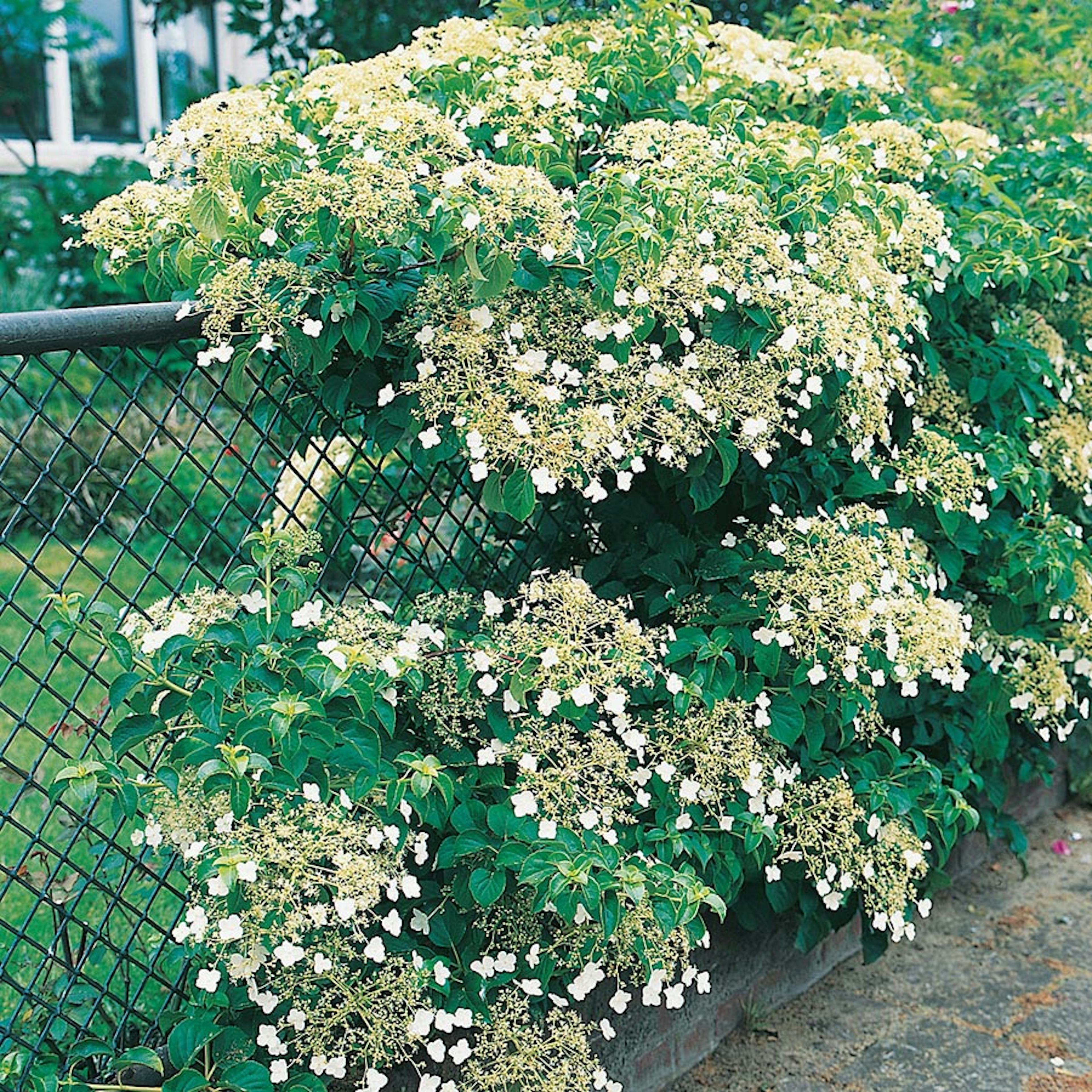 Klätterväxt Klätterhortensia Omnia Garden 30-40 cm