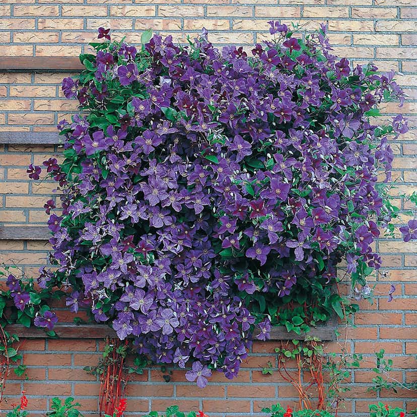 Klätterväxt Mörkblå Jackman Klematis Omnia Garden 40-60 cm