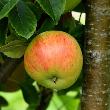 Äppleträd Omnia Garden Gyllenkroks Astrakan E
