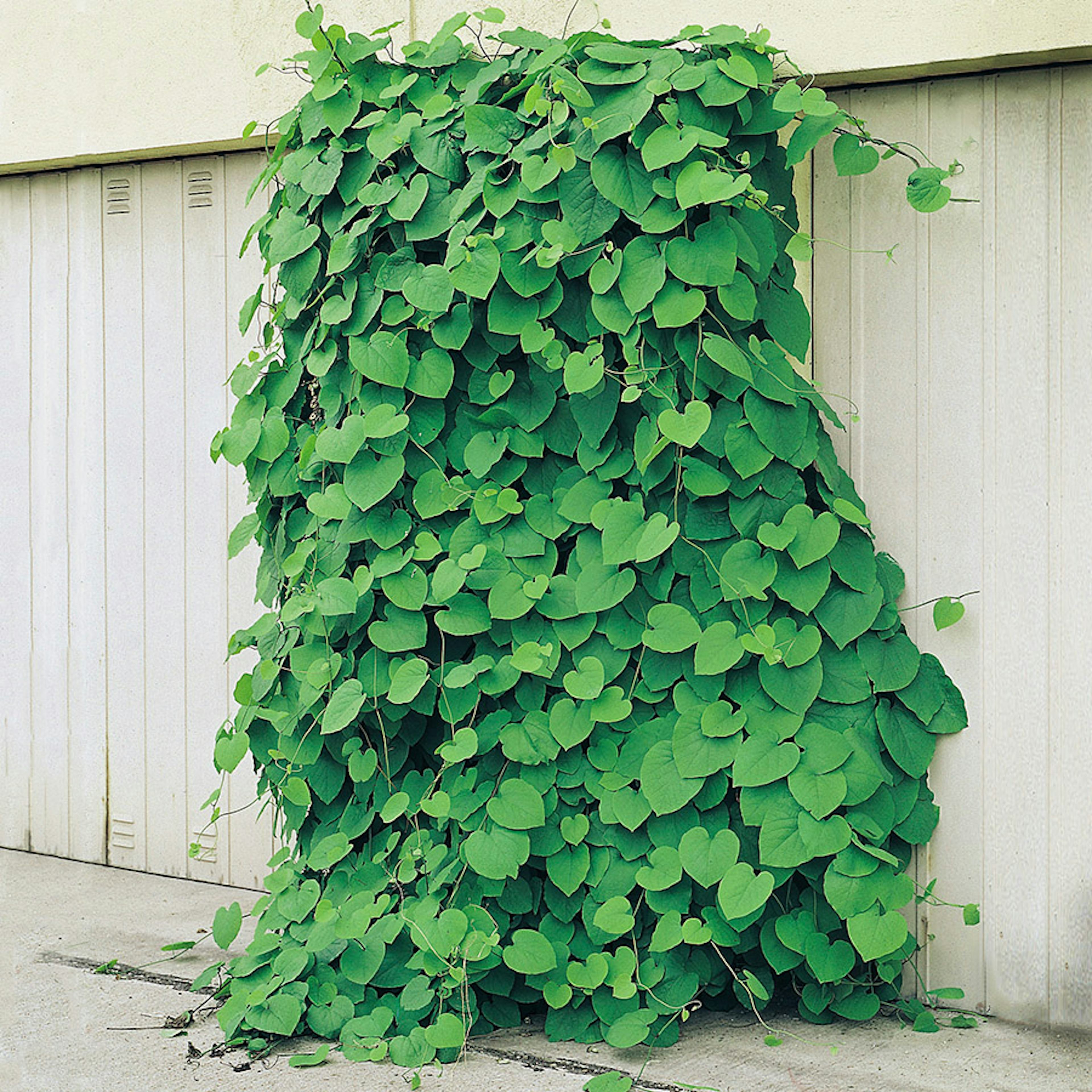 Klätterväxt Pipranka Omnia Garden 40-60 cm