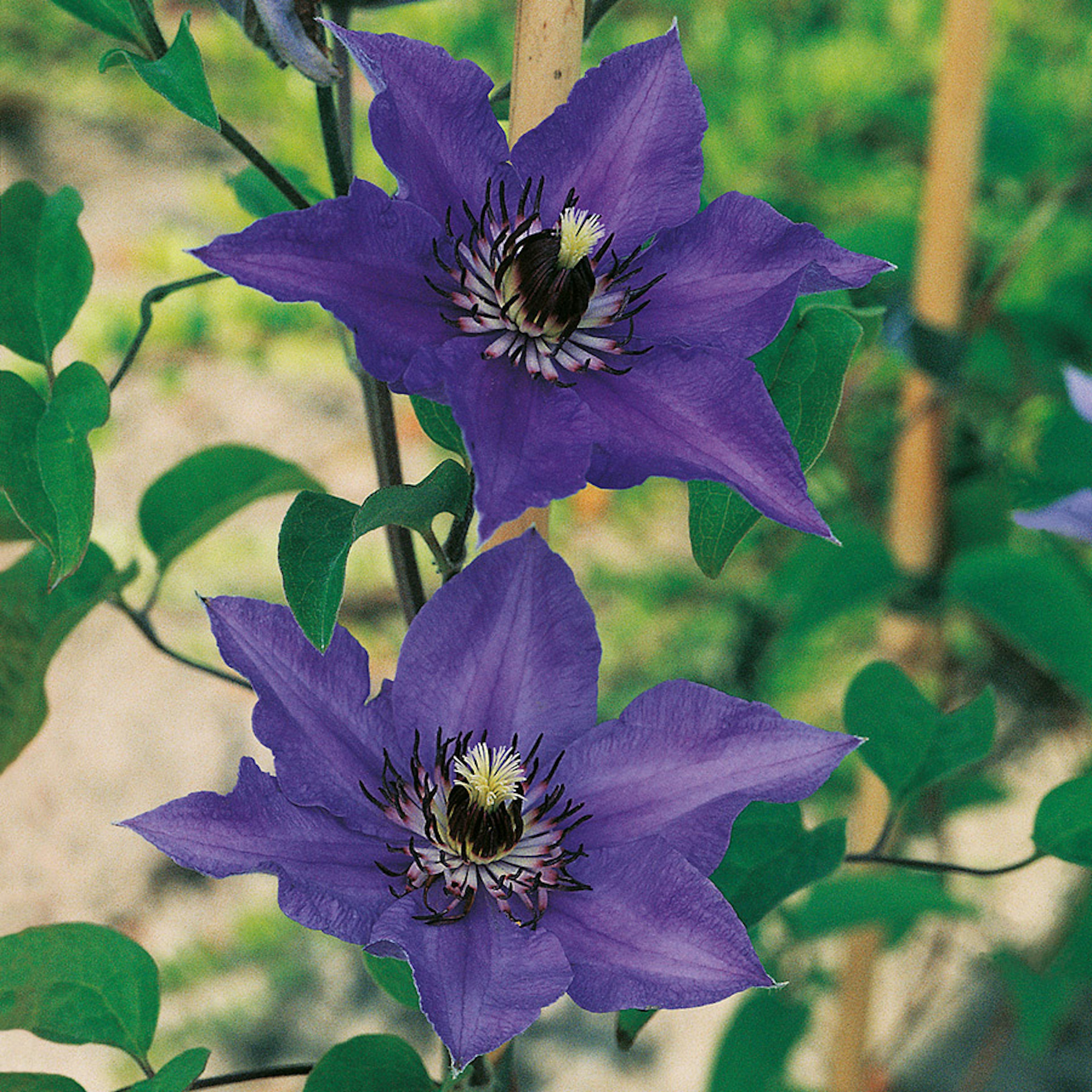 Klätterväxt Royalblå Patens Klematis Omnia Garden 40-60 cm