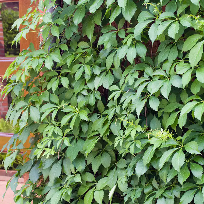 Klätterväxt Klättervildvin Omnia Garden 40-60 cm