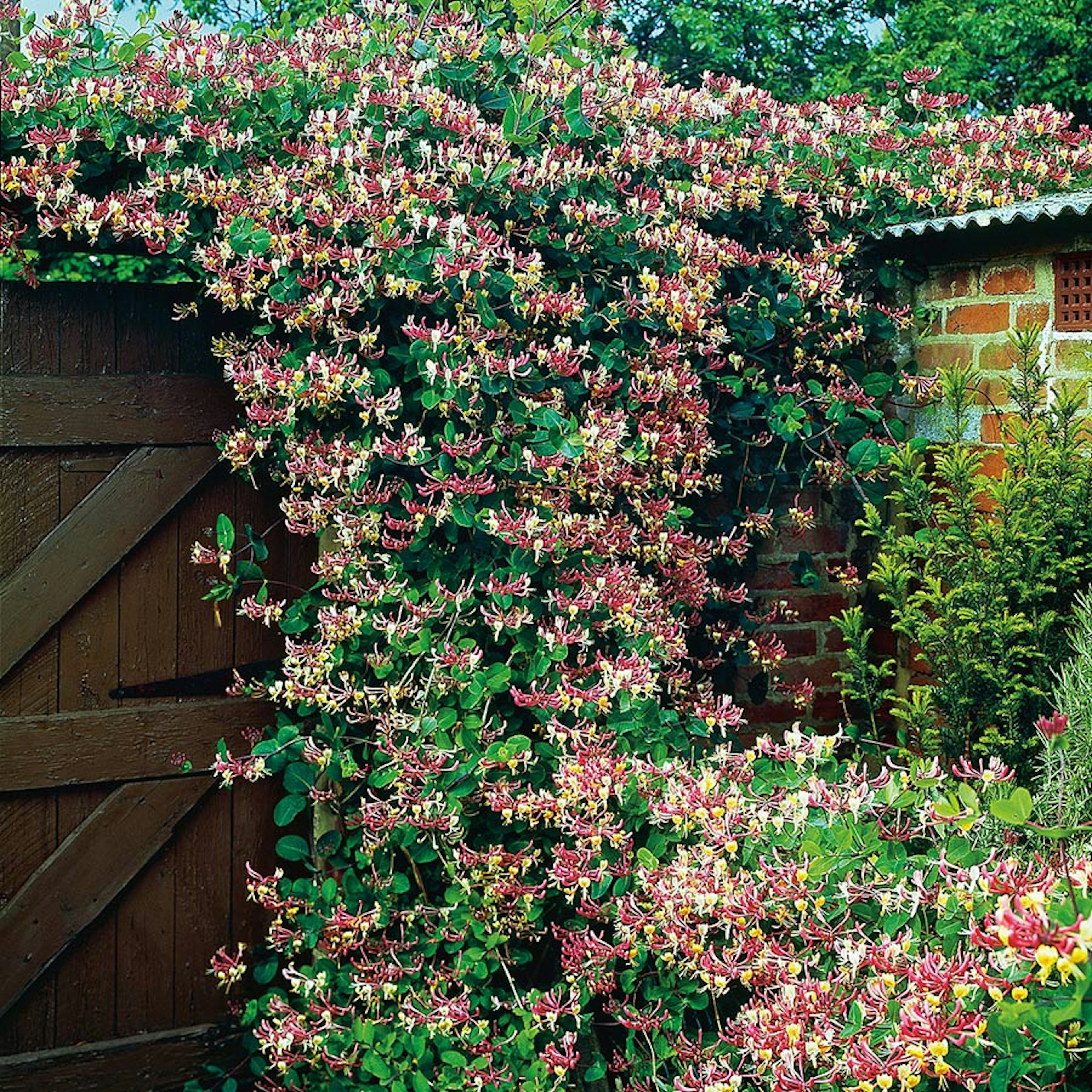 Klätterväxt Vildkaprifol Omnia Garden Lonicera Periclymenum "Serotina" 40-60 cm