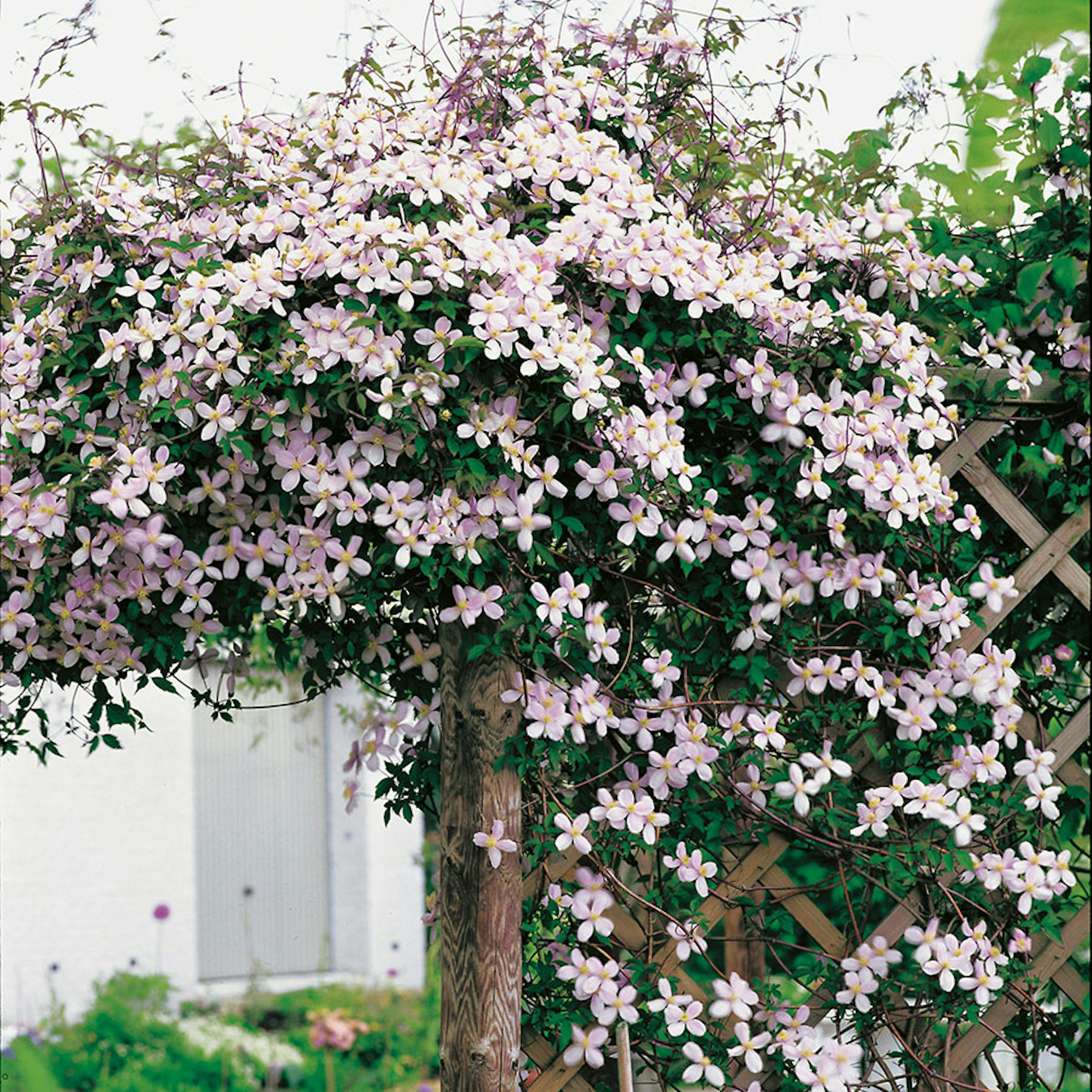 Klätterväxt Röd Bergklematis Omnia Garden 40-60 cm