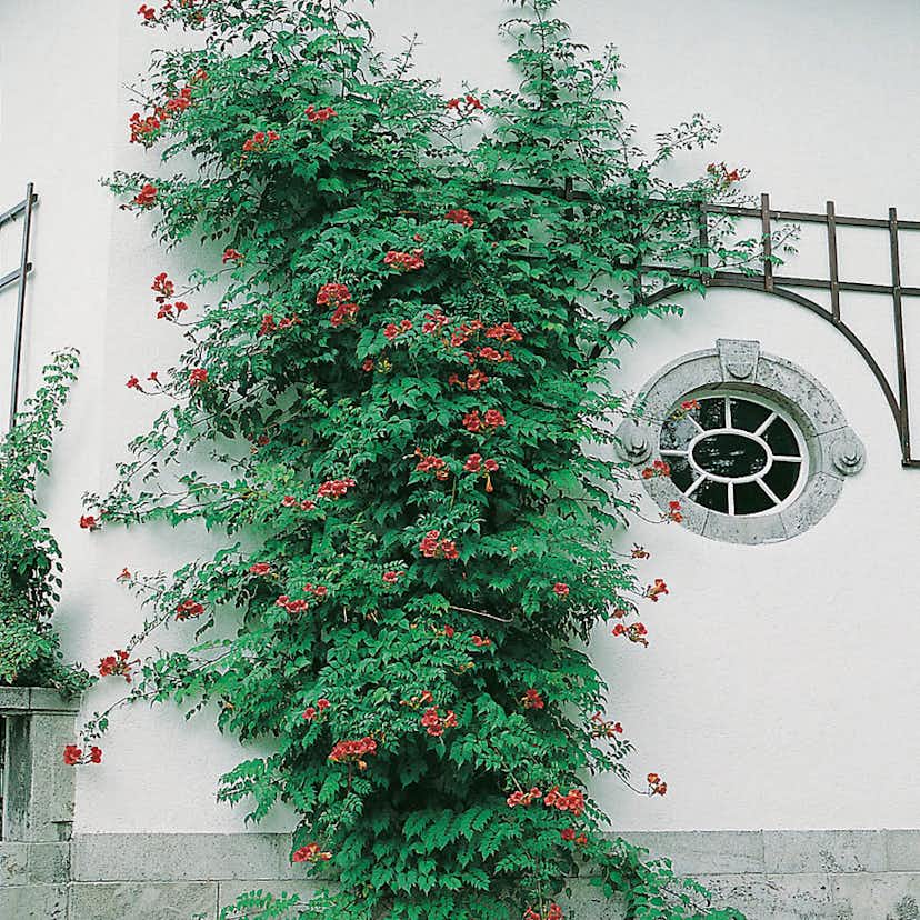 Klätterväxt Trumpetranka Omnia Garden 40-60 cm