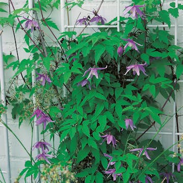 Klätterväxt Blåvioletta Alpklematis Omnia Garden 40-60 cm
