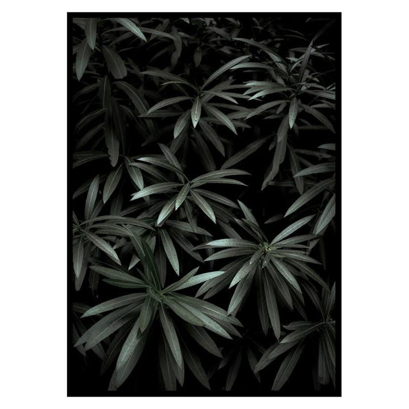 Poster Gallerix Dark Green No1