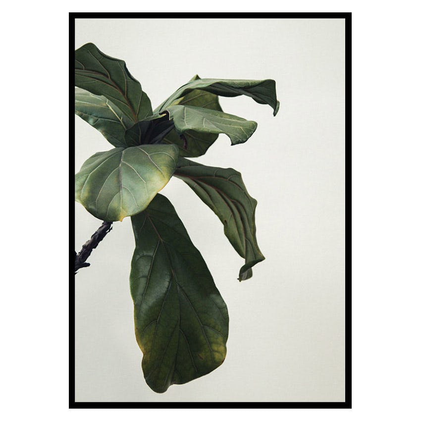 Poster Gallerix Botanical Leaves