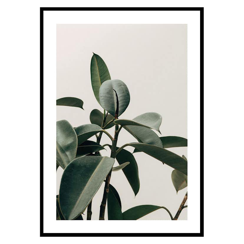 Poster Gallerix Rubber Plant