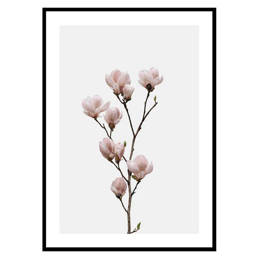 Poster Gallerix Magnolia Flower