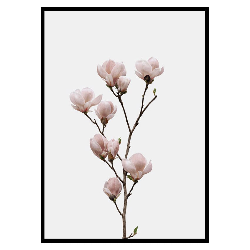 Poster Gallerix Magnolia Flower