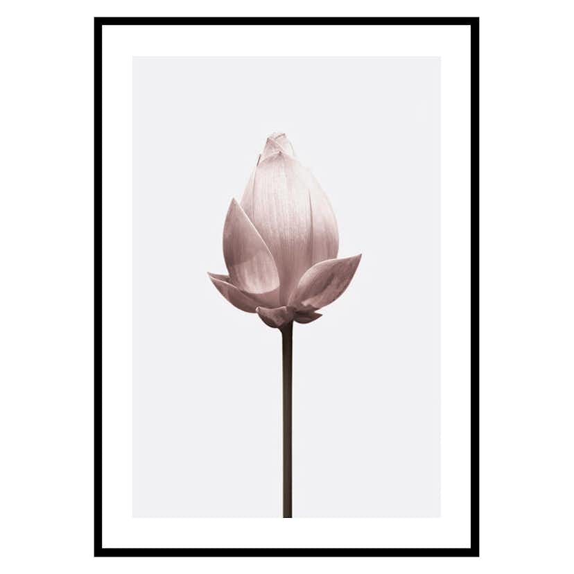 Poster Gallerix Lotus Flower