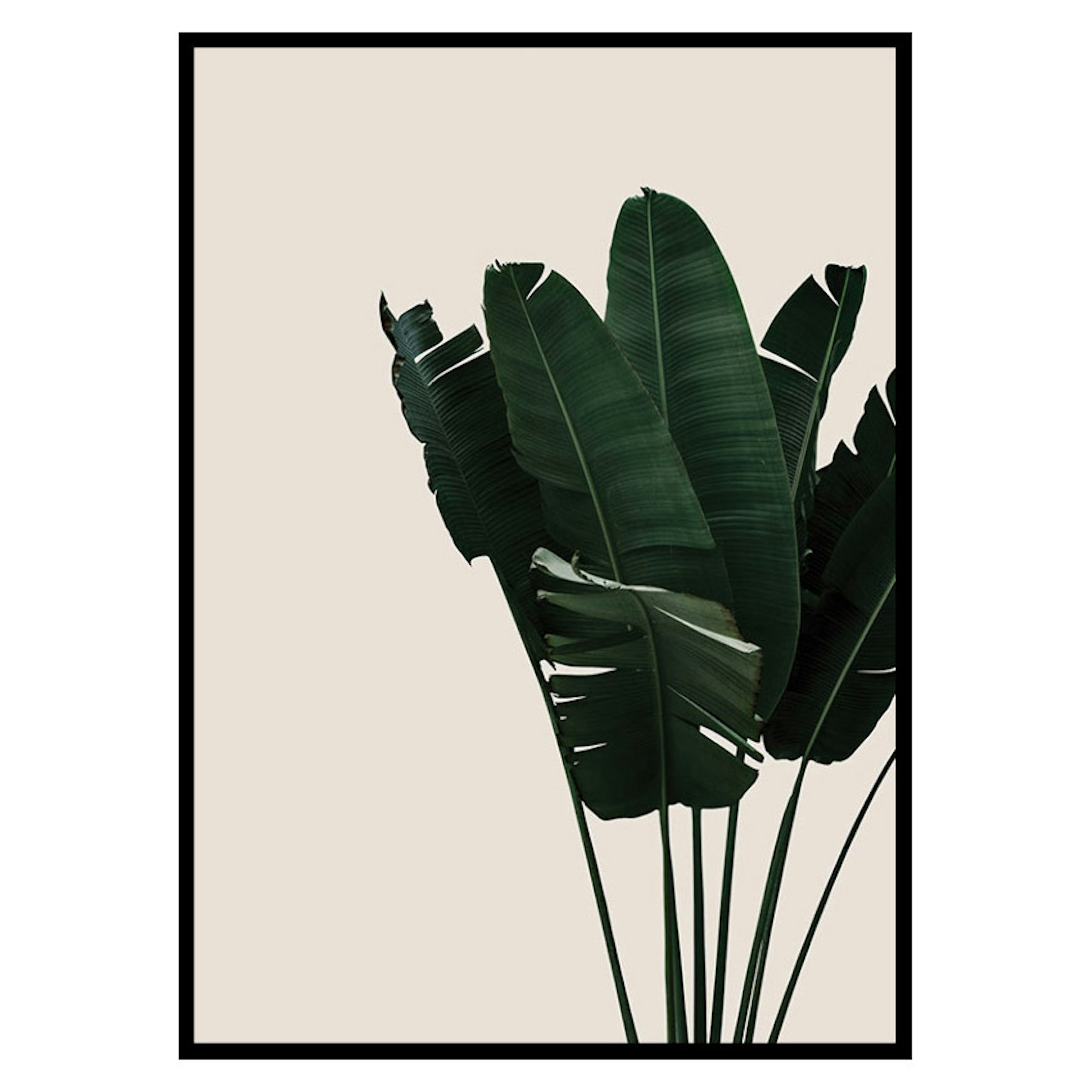 Poster Gallerix Banana Leaves Natural