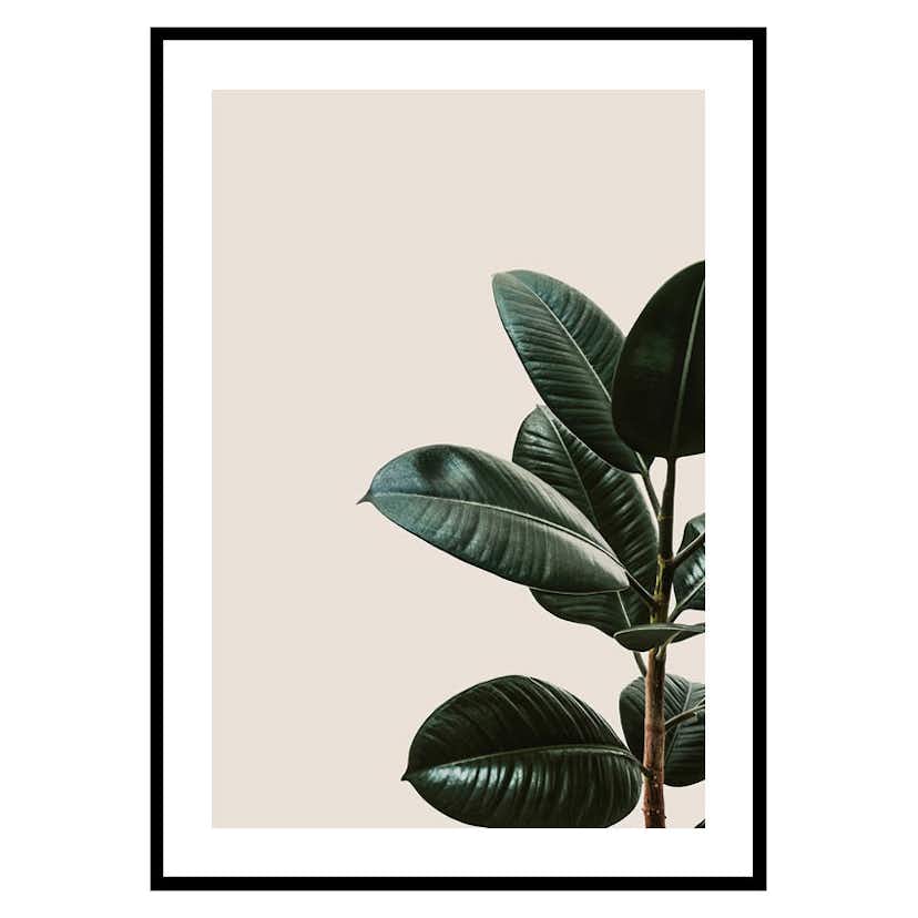 Poster Gallerix Rubber Plant Natural