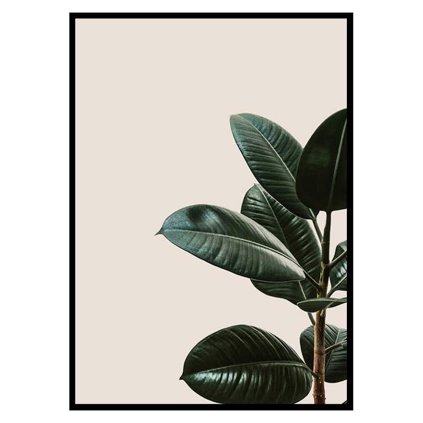 Poster Gallerix Rubber Plant Natural