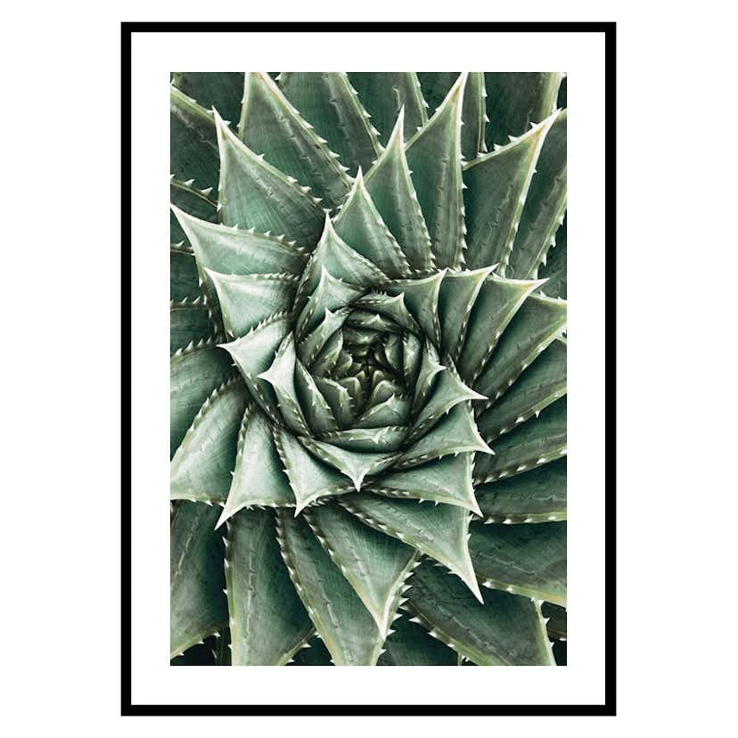 Poster Gallerix Agave Close Up No2