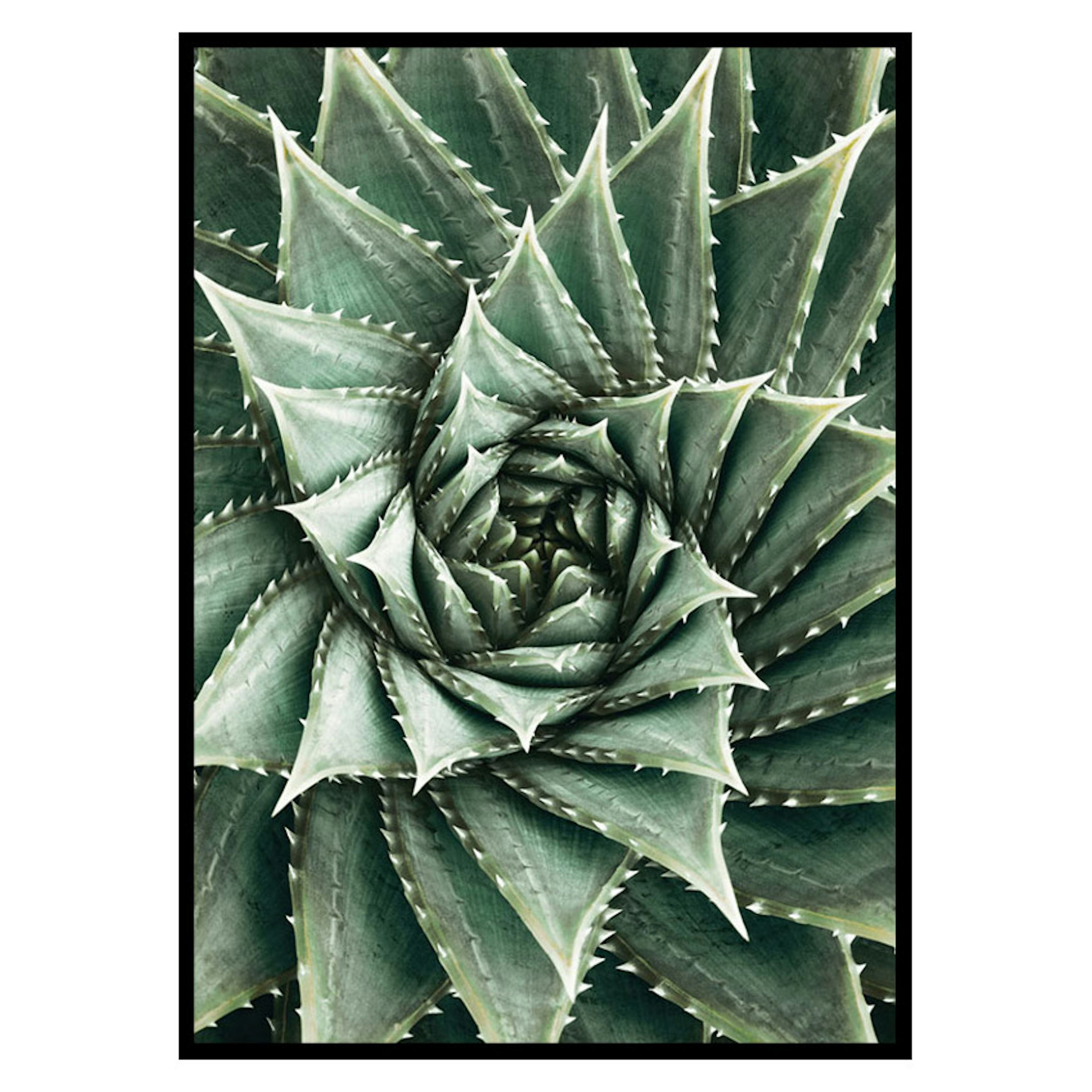Poster Gallerix Agave Close Up No2