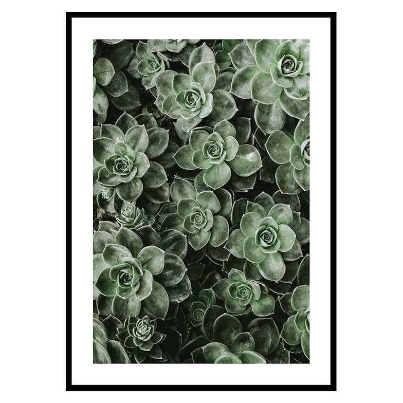 Poster Gallerix Close Up Green