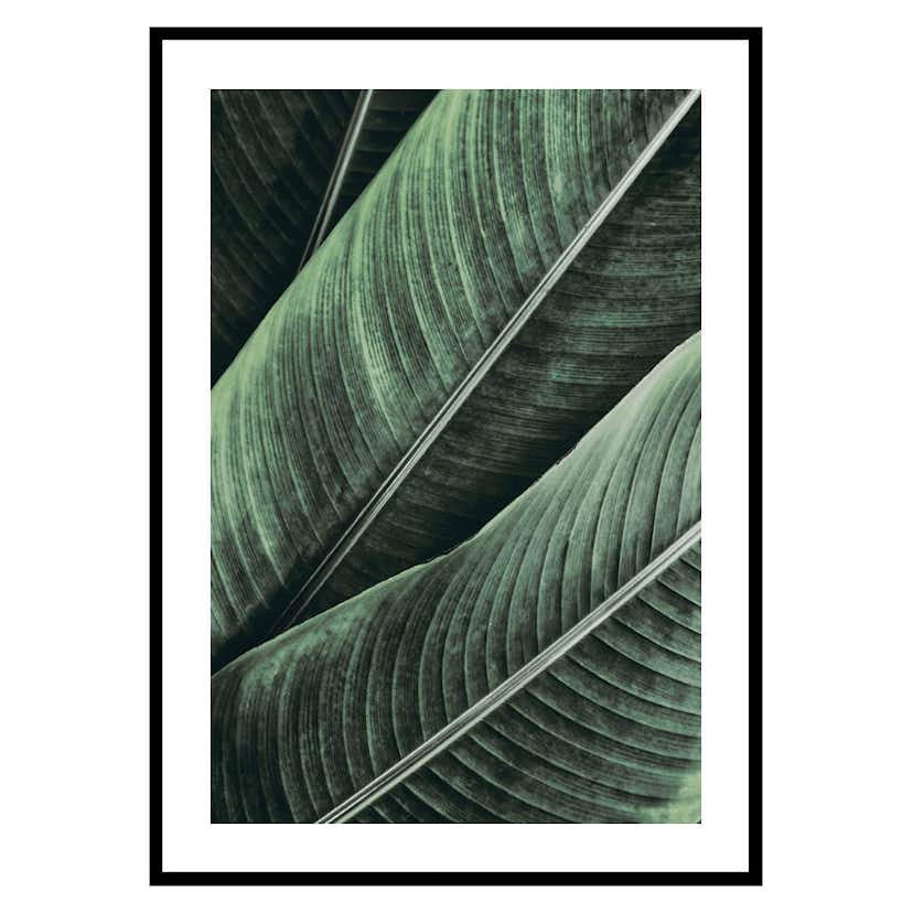 Poster Gallerix Banana Leaves No1