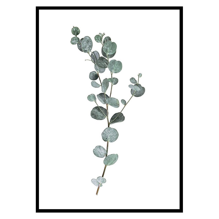 Poster Gallerix Eucalyptus No1