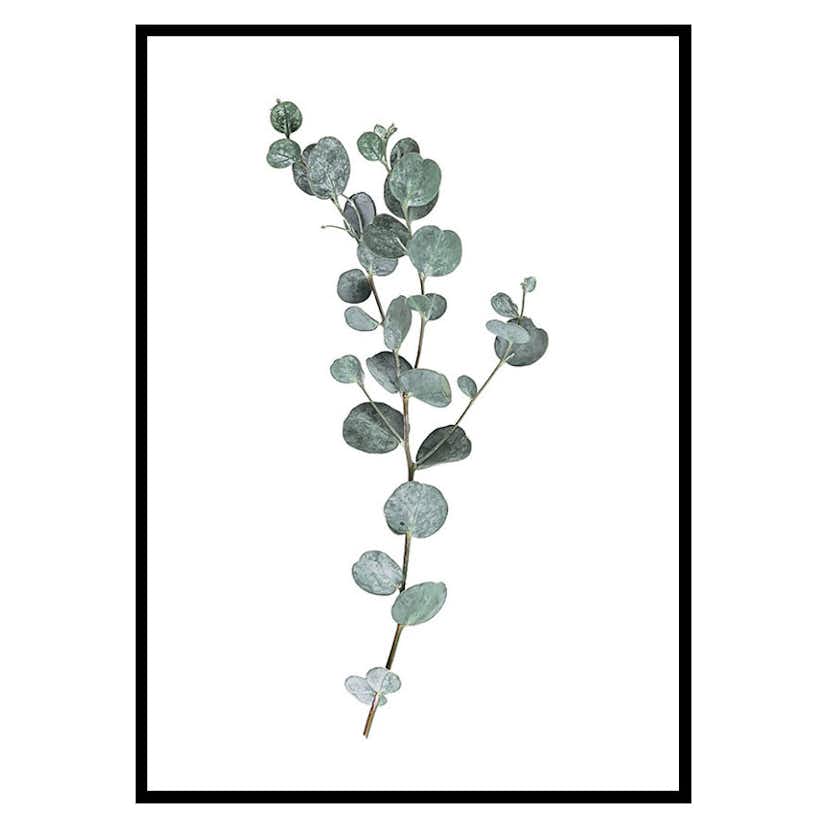 Poster Gallerix Eucalyptus No1
