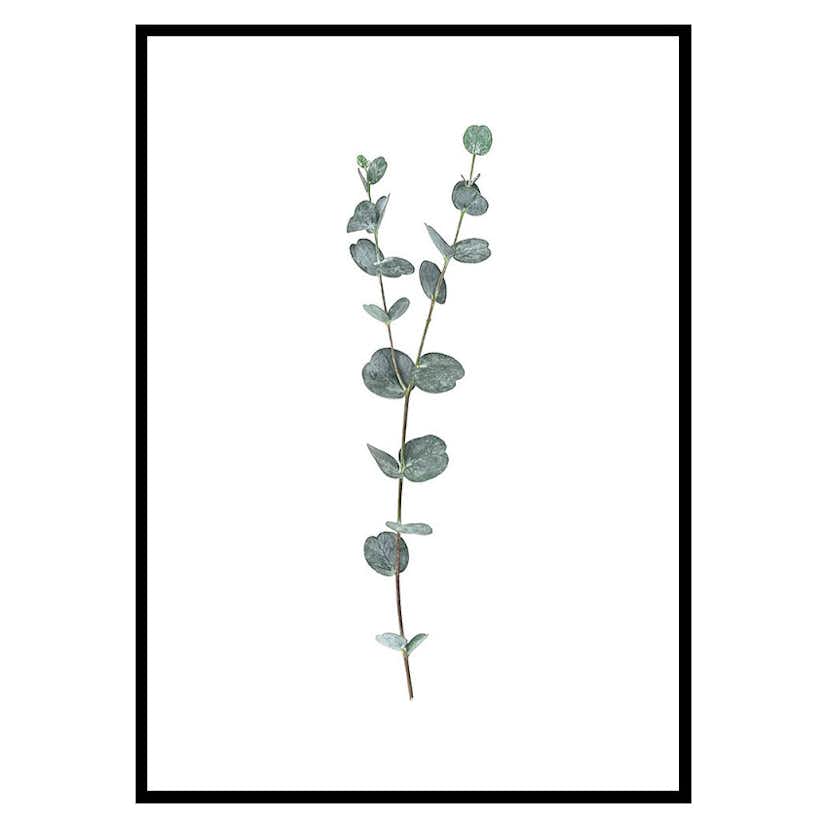 Poster Gallerix Eucalyptus No2