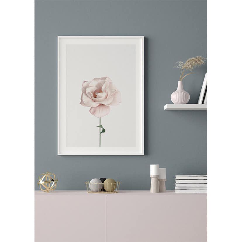 Poster Gallerix Pink Rose No1
