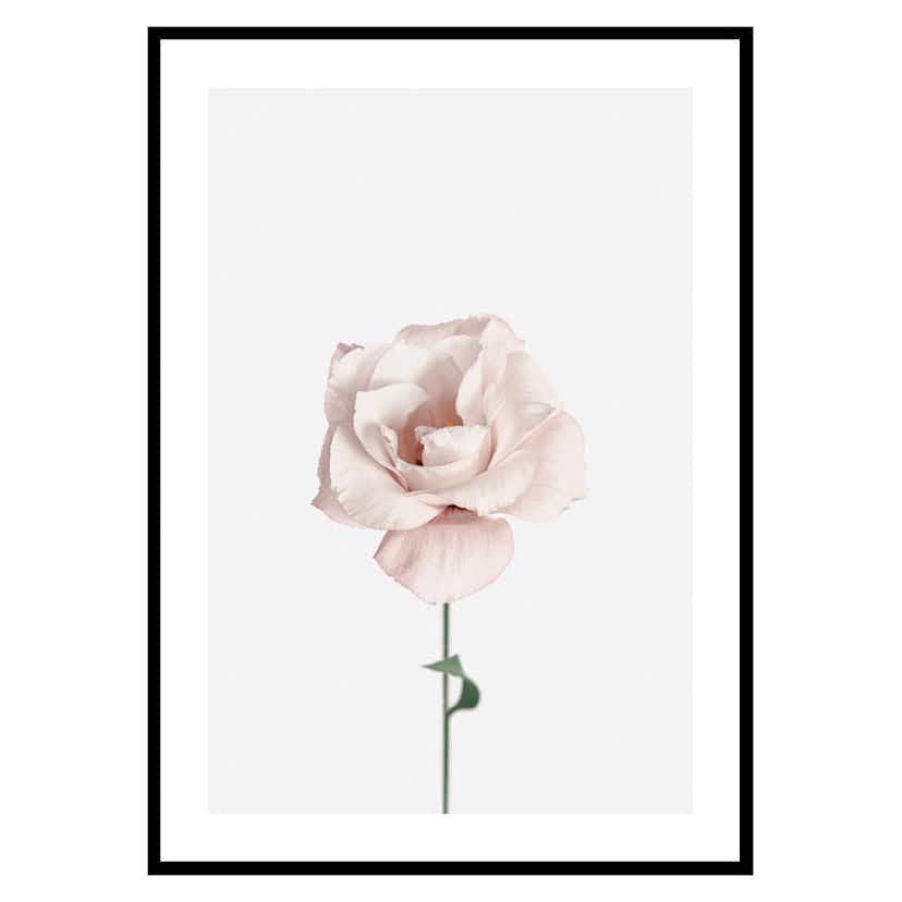 Poster Gallerix Pink Rose No1