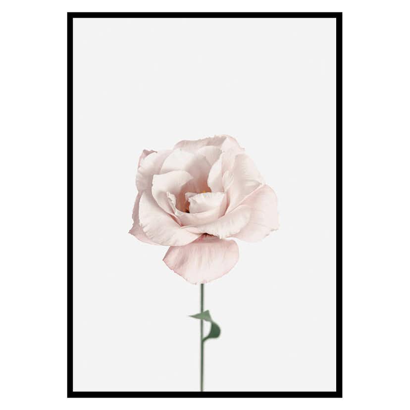 Poster Gallerix Pink Rose No1