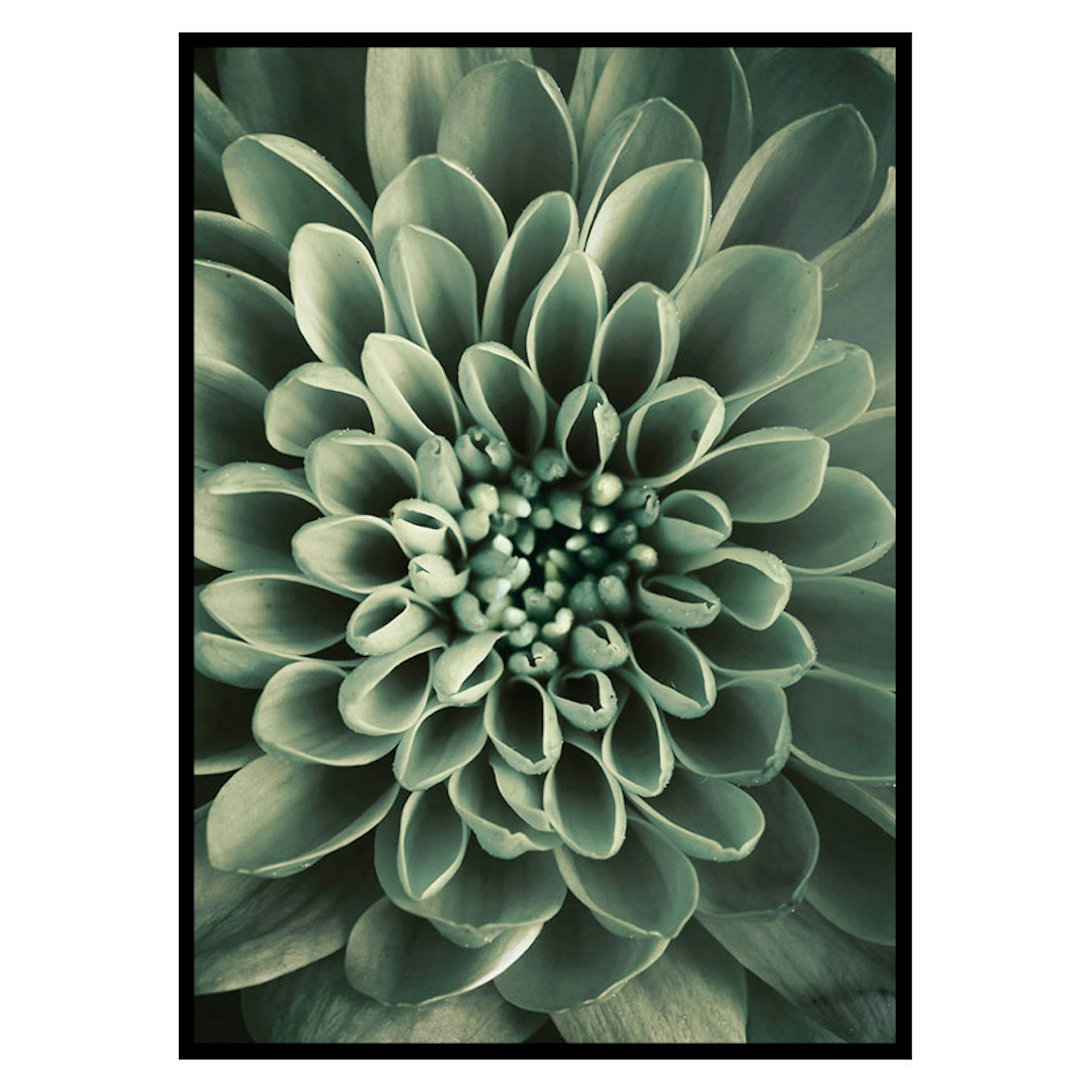 Poster Gallerix Green Petals