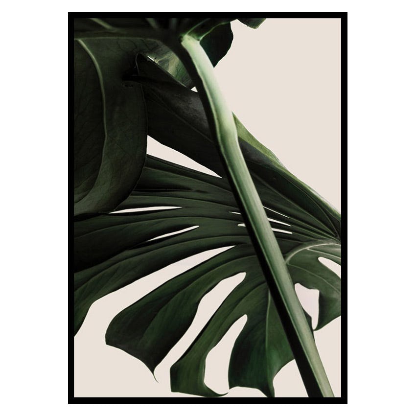 Poster Gallerix Monstera One