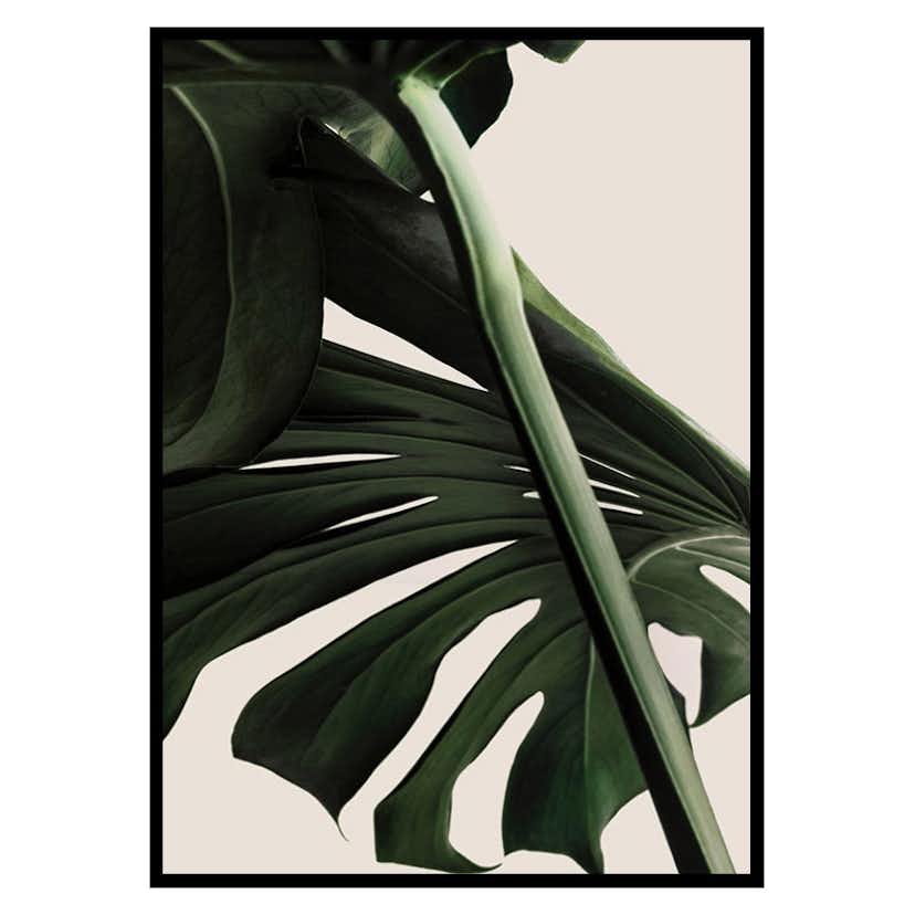 Poster Gallerix Monstera One