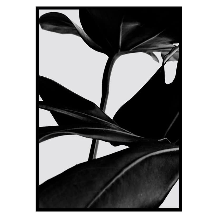 Poster Gallerix Ficus Black