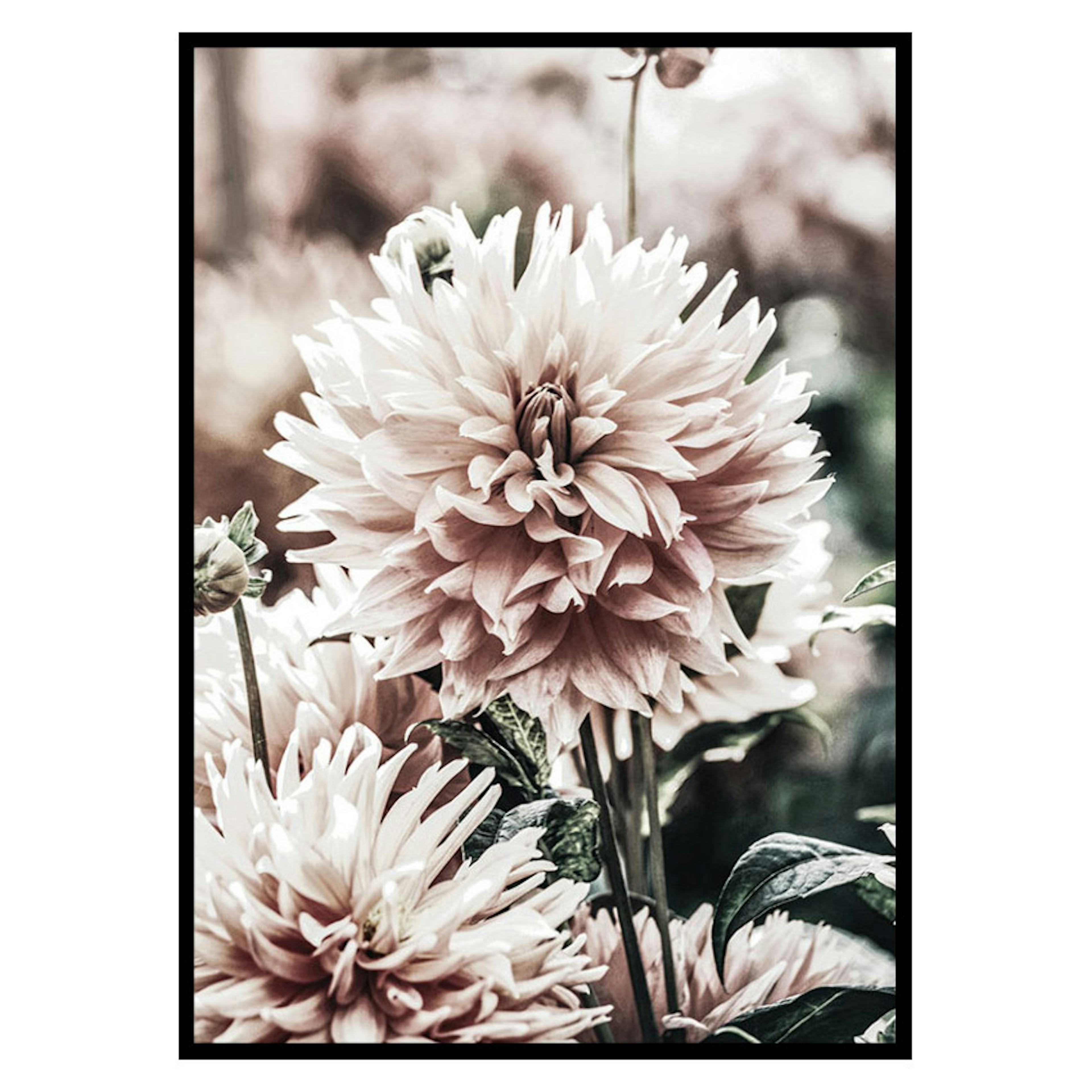 Poster Gallerix Dahlia
