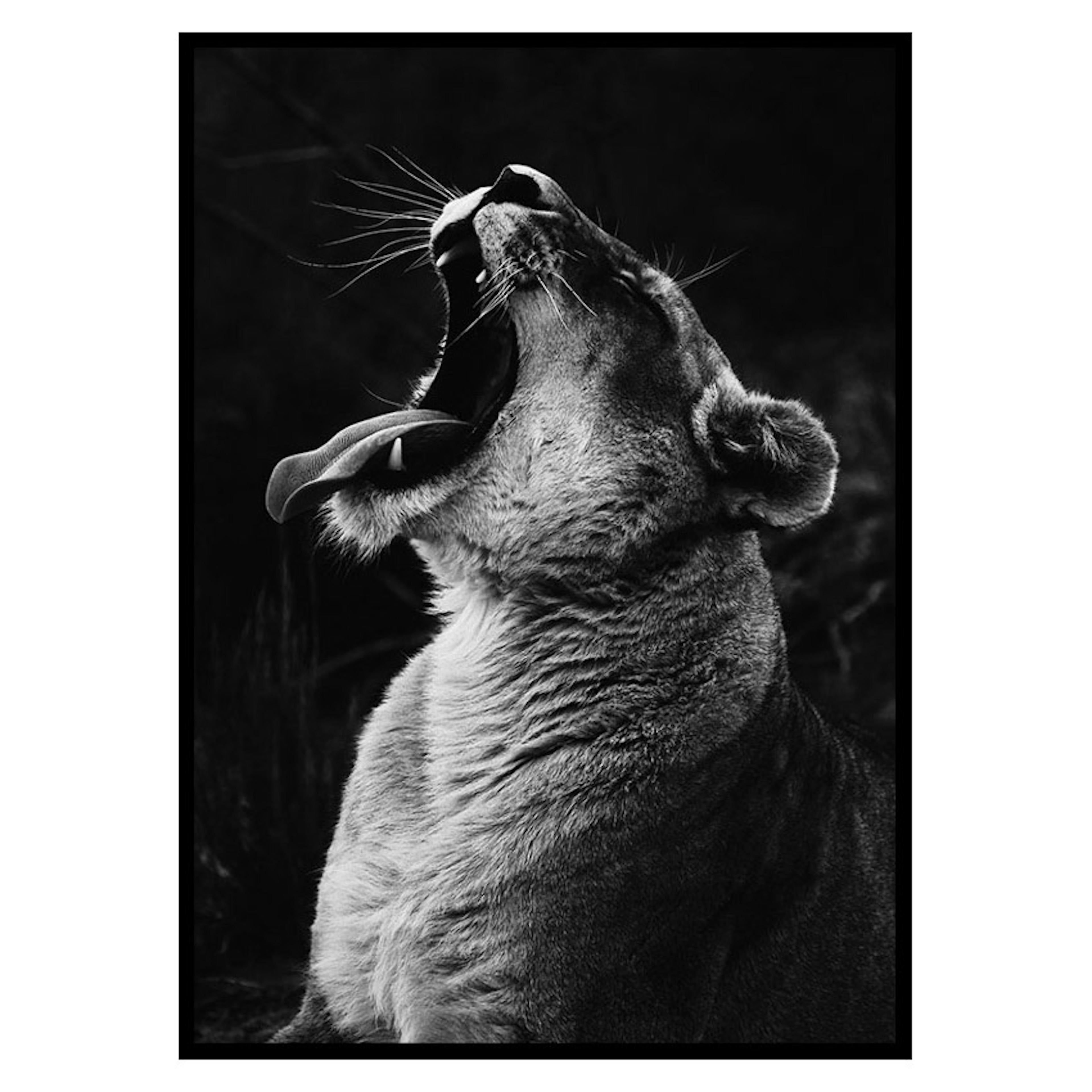 Poster Gallerix Yawning Lion