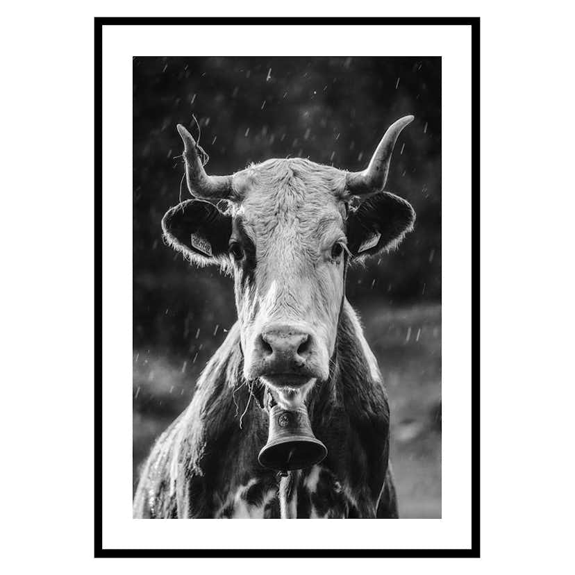 Poster Gallerix Cow With Bell