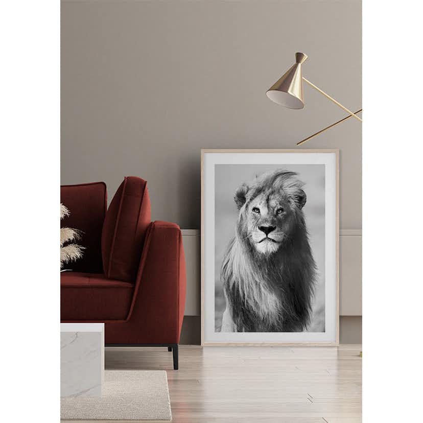 Poster Gallerix Majestic Lion