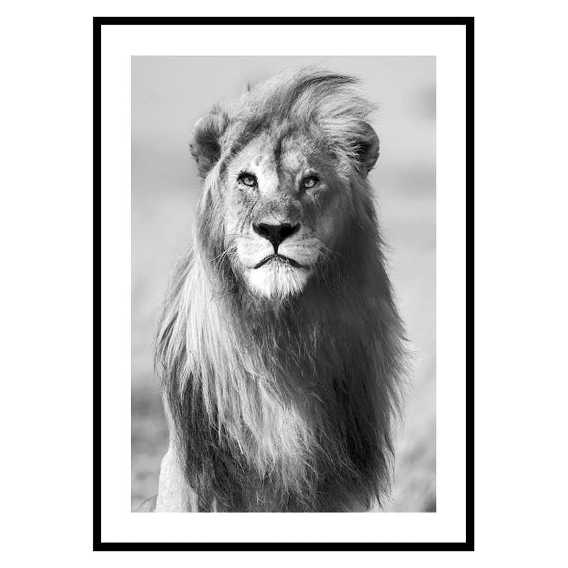 Poster Gallerix Majestic Lion