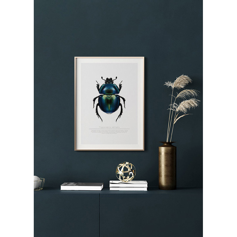 Poster Gallerix Beetle Display