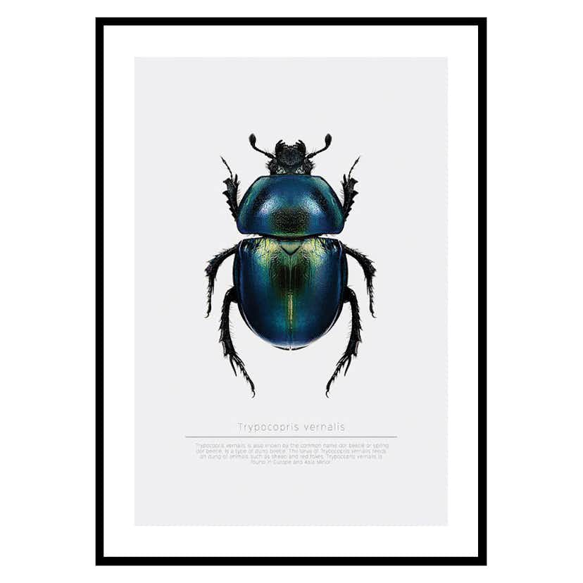 Poster Gallerix Beetle Display
