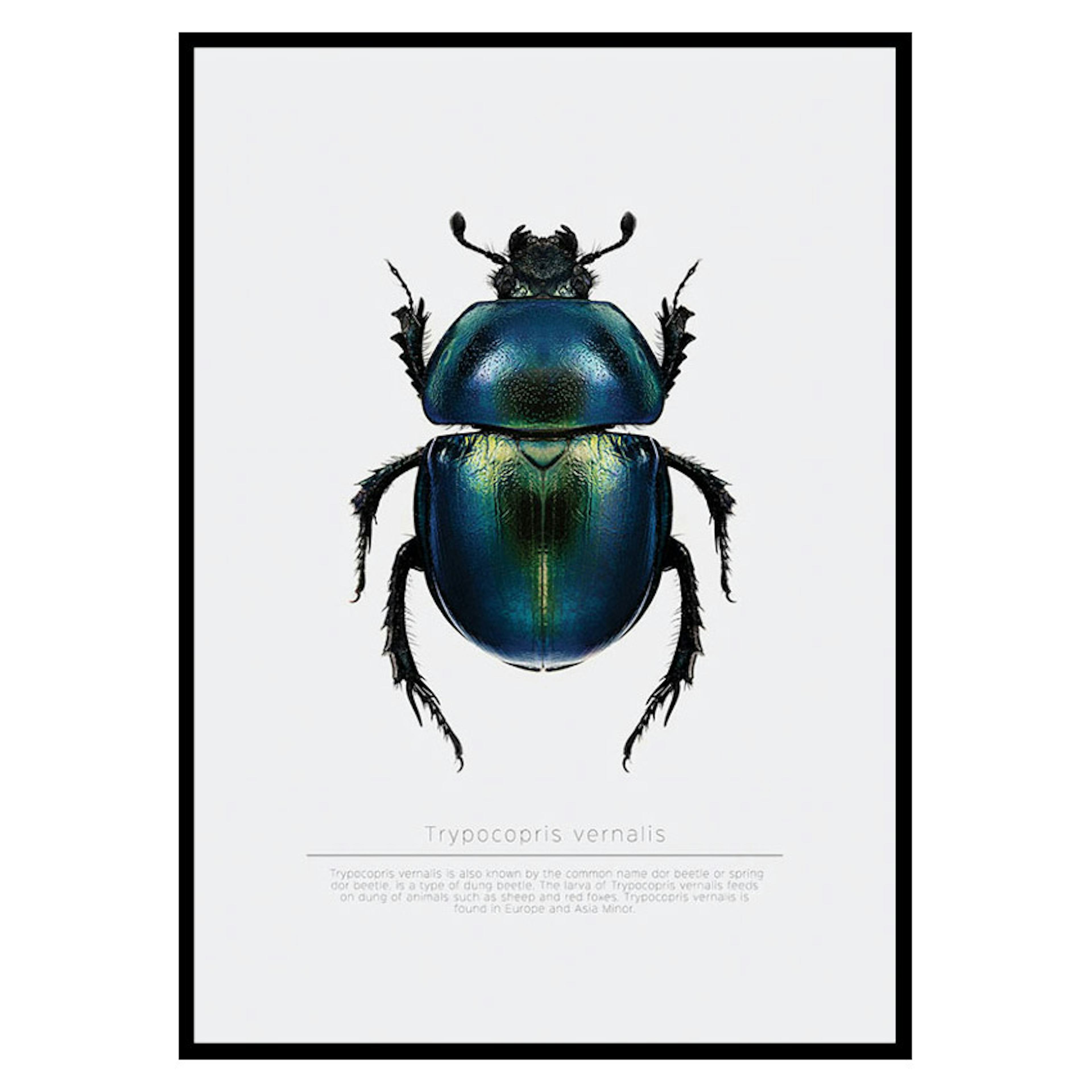 Poster Gallerix Beetle Display