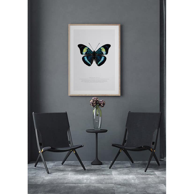 Poster Gallerix Butterfly Display