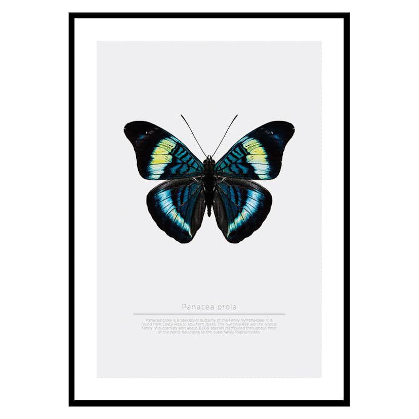 Poster Gallerix Butterfly Display